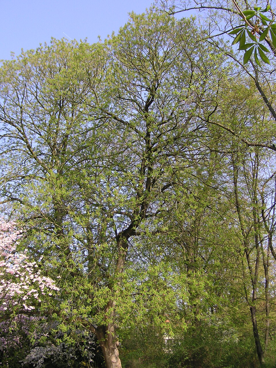 Aesculus flava (Yellow Buckeye) (alternate view 4)