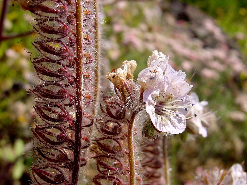 Phacelia cicutaria (caterpillar scorpionweed)
