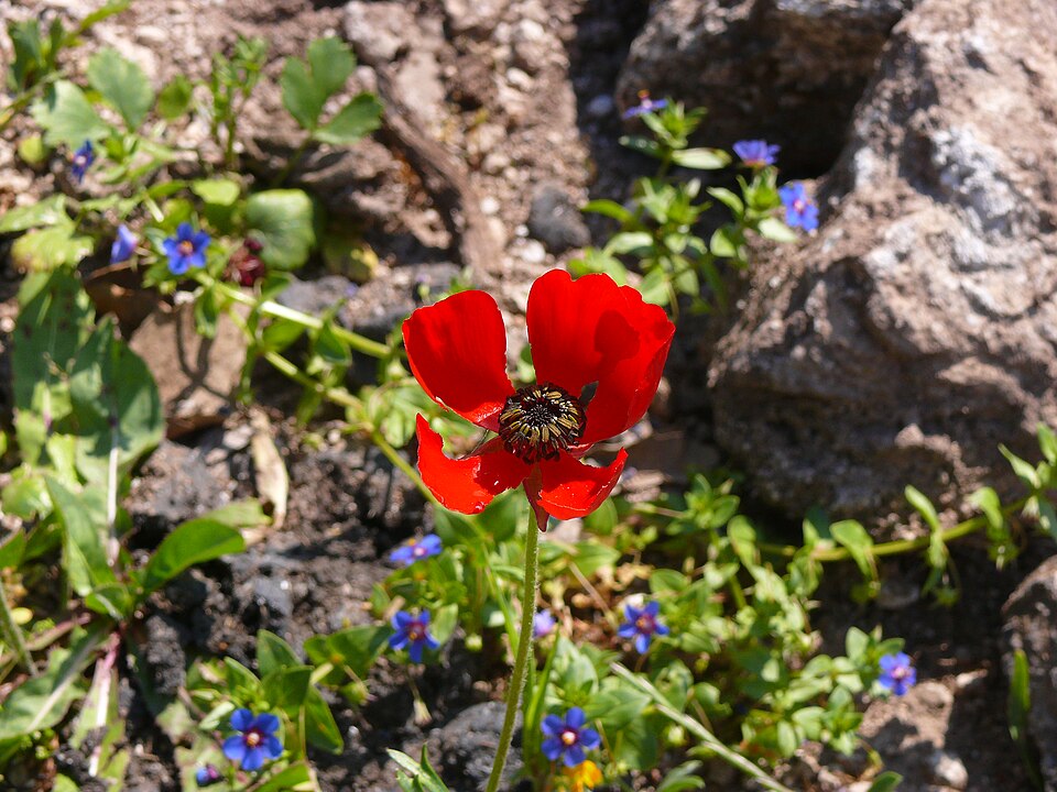 Ranunculus asiaticus (Persian Buttercup) (alternate view 5)