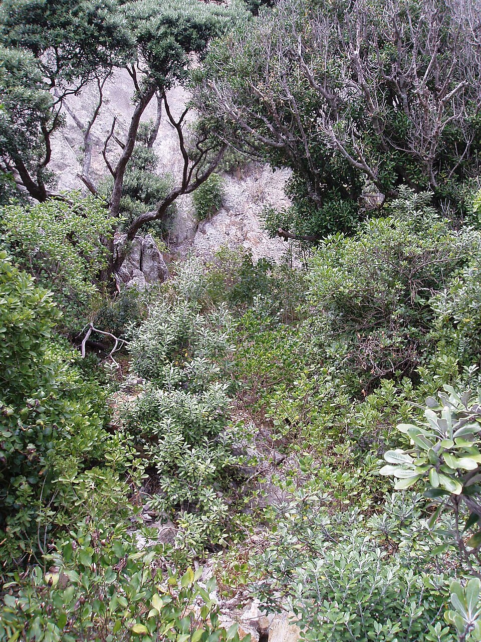 Phytolacca octandra (Inkweed) (alternate view 9)
