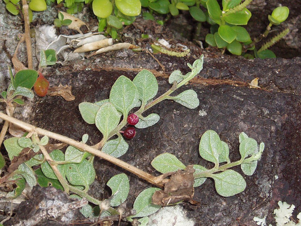 Tetragonia implexicoma (bower spinach) (alternate view 7)
