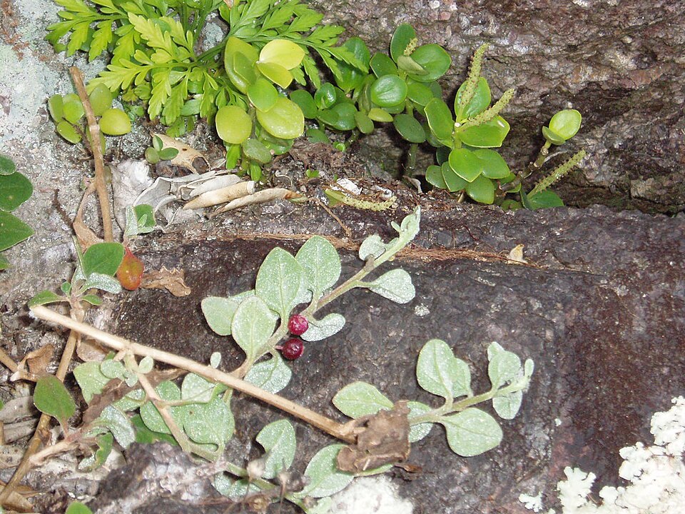 Tetragonia implexicoma (bower spinach) (alternate view 8)