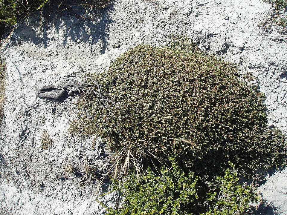 Pimelea prostrata (alternate view 3)