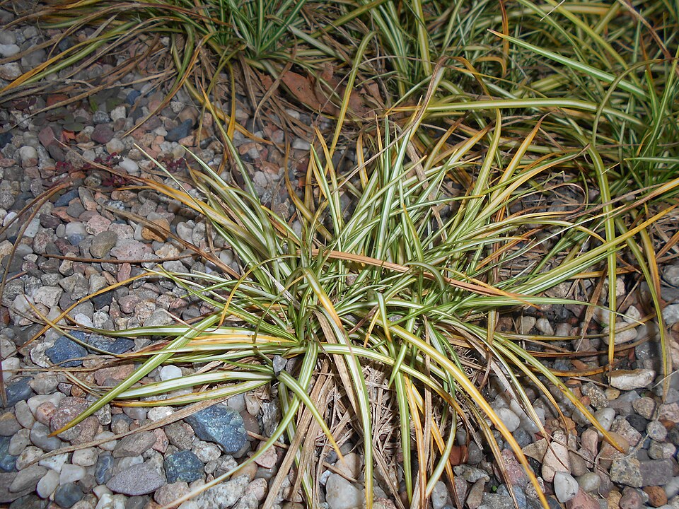 Carex ornithopoda 'Variegata' (Variegated Bird's Foot Sedge) (alternate view 4)