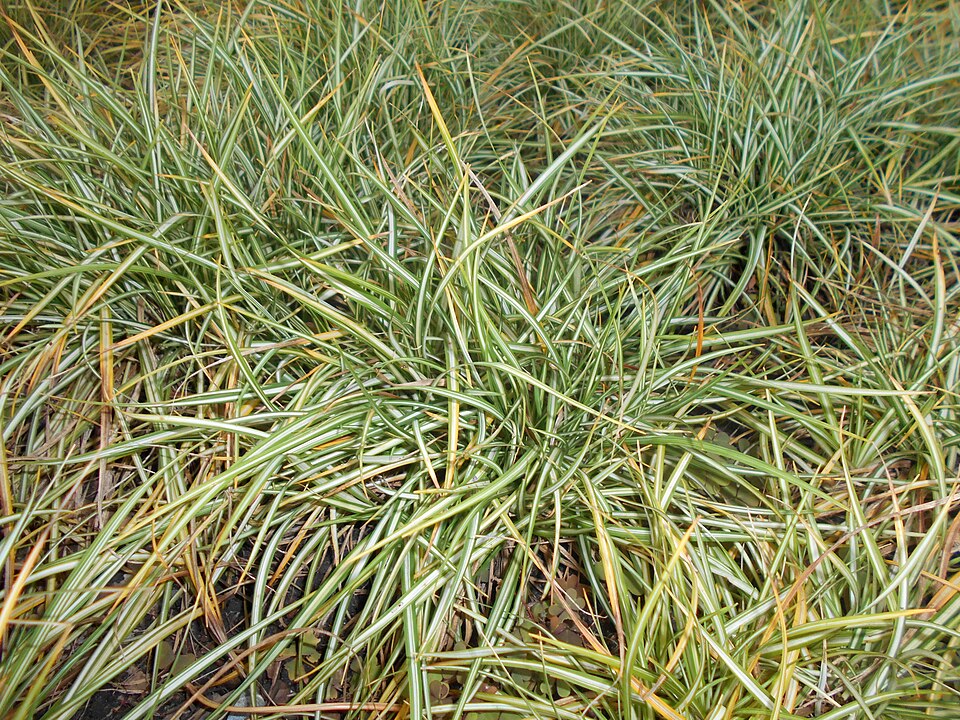 Carex ornithopoda 'Variegata' (Variegated Bird's Foot Sedge) (alternate view 5)
