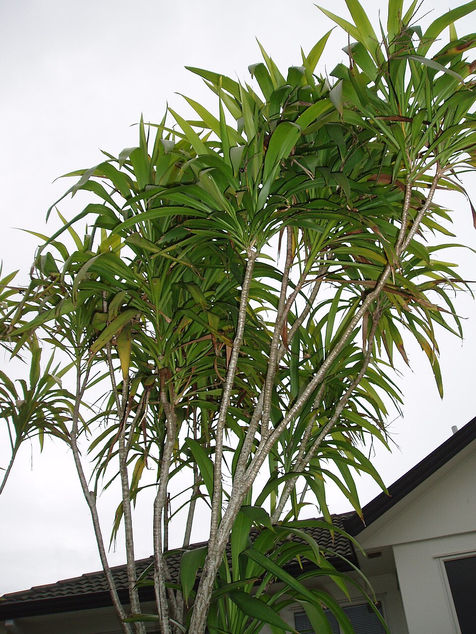 Cordyline rubra (red-fruited palm lily) (alternate view 8)