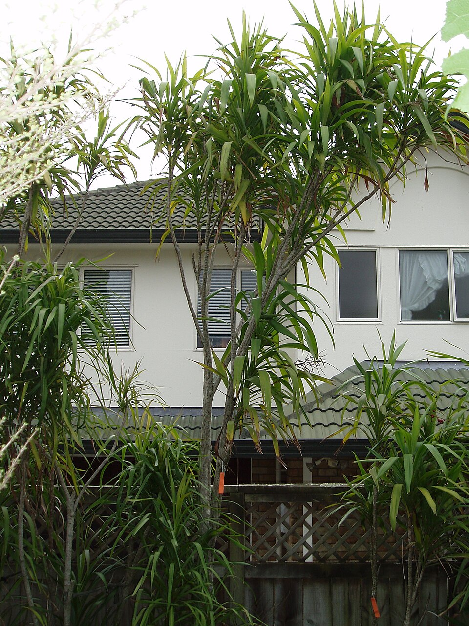 Cordyline rubra (red-fruited palm lily) (alternate view 9)