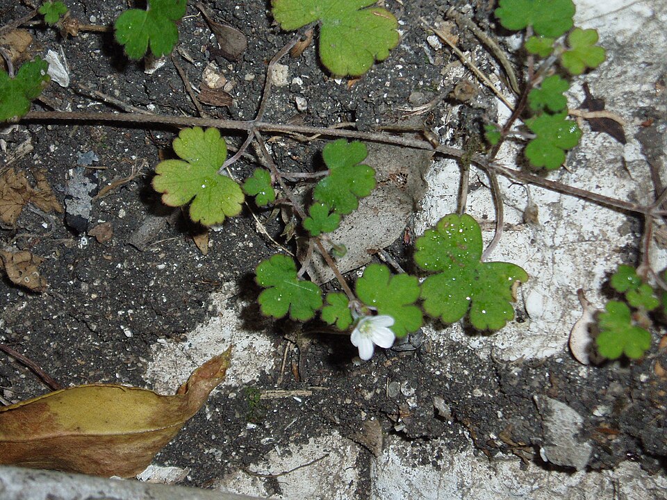 Geranium potentilloides (cinquefoil geranium) (alternate view 7)
