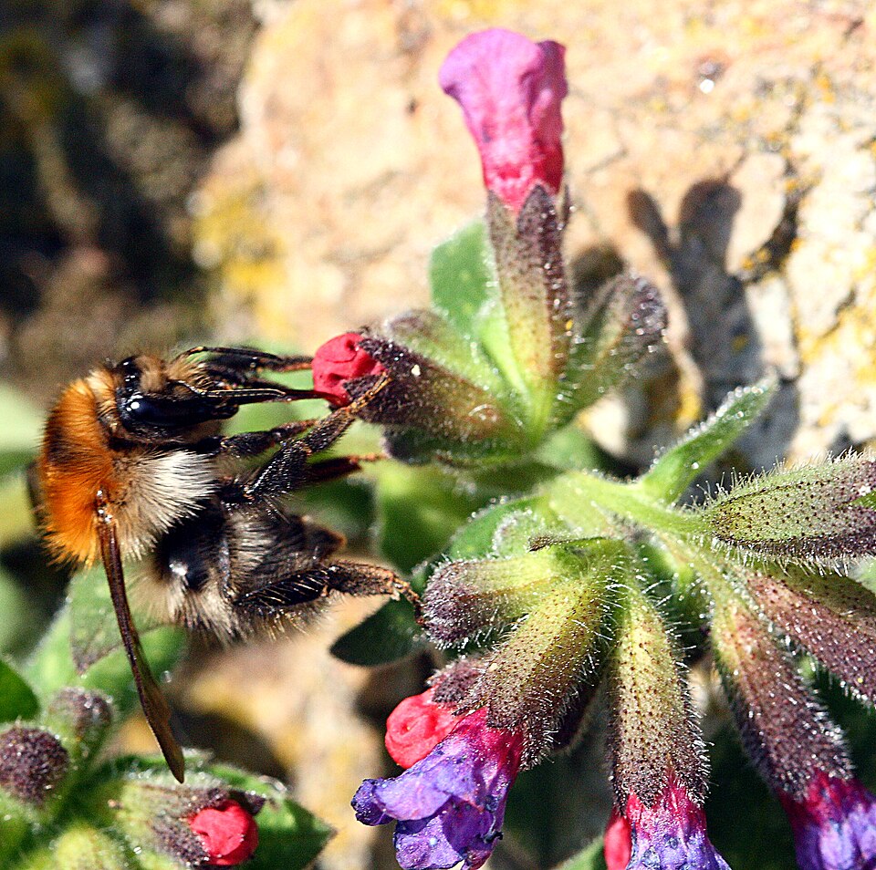 Pulmonaria officinalis (Lungwort)