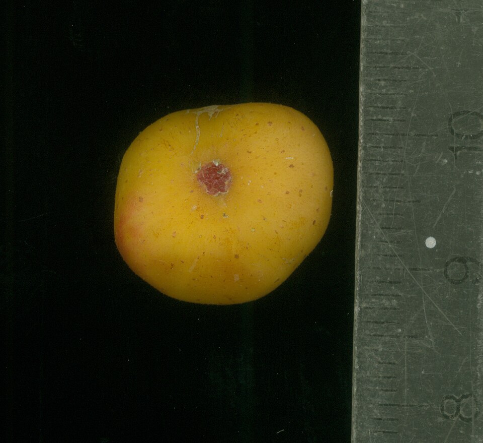 Ficus opposita (Sandpaper Fig) (alternate view 7)