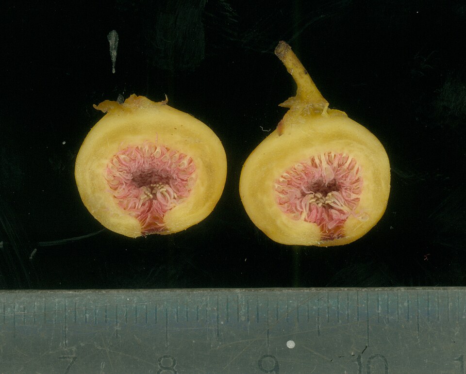 Ficus opposita (Sandpaper Fig) (alternate view 8)