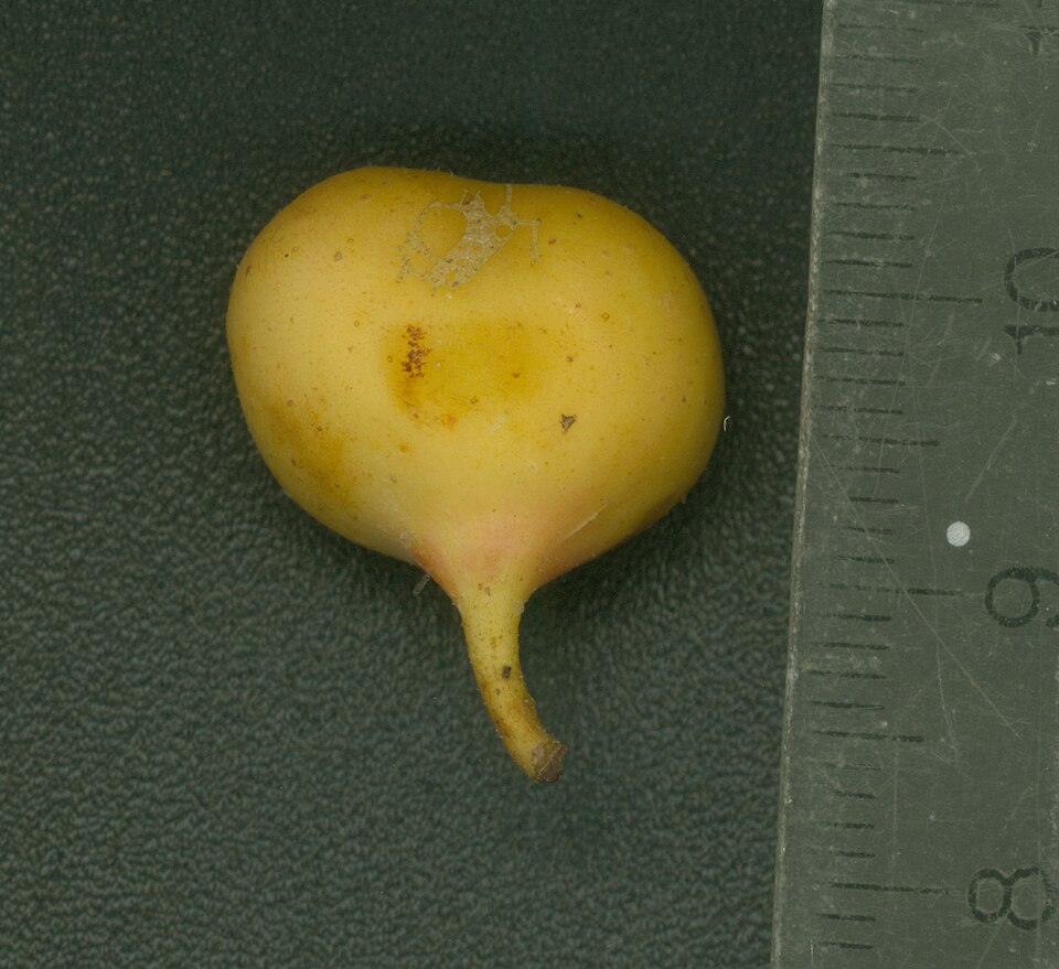 Ficus opposita (Sandpaper Fig) (alternate view 9)