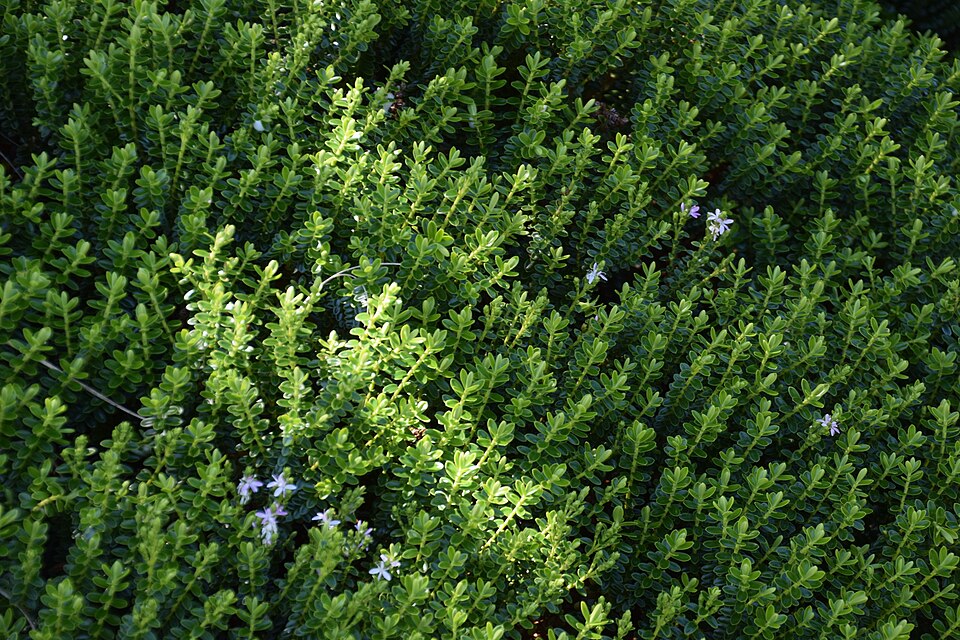 Veronica odora (boxleaf hebe) (alternate view 8)