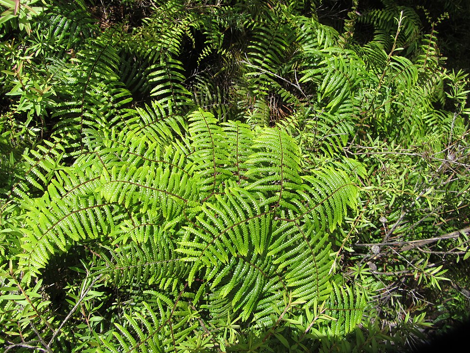 Gleichenia microphylla (scrambling coral-fern) (alternate view 8)