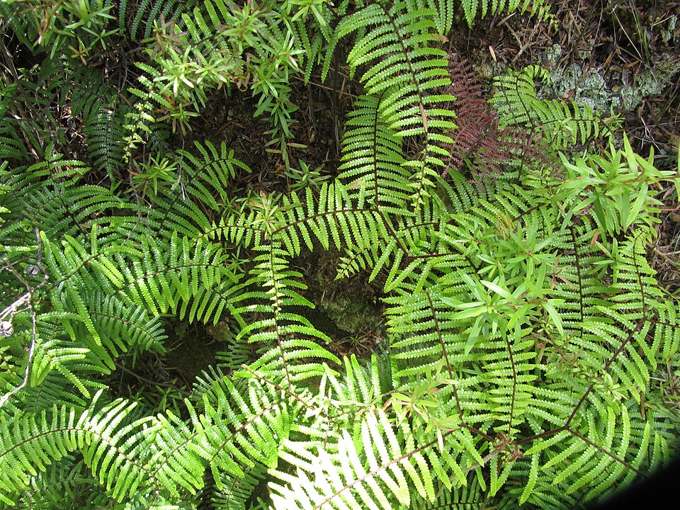 Gleichenia microphylla (scrambling coral-fern) (alternate view 9)