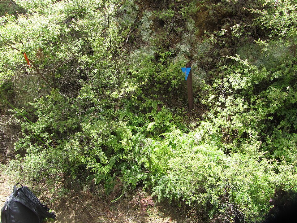 Gleichenia microphylla (scrambling coral-fern) (alternate view 10)