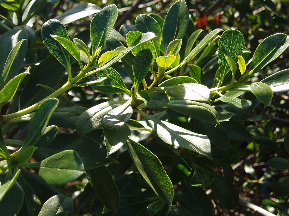 Myoporum insulare (common boobialla) (alternate view 4)