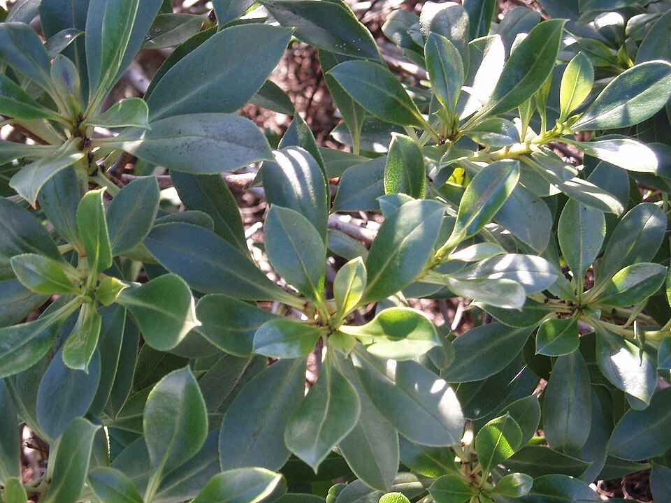 Myoporum insulare (common boobialla) (alternate view 5)