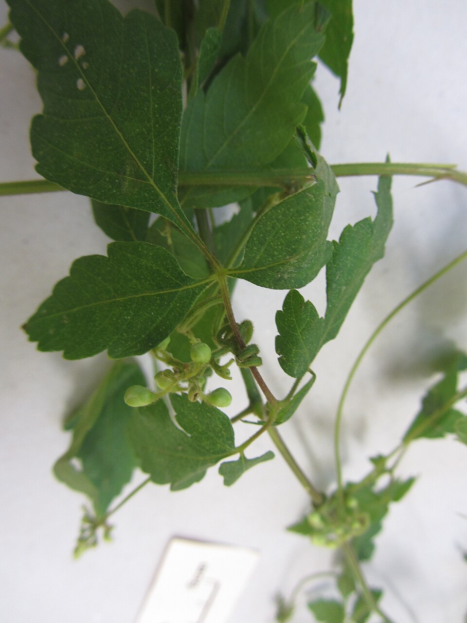 Cardiospermum grandiflorum (Showy Balloon Vine) (alternate view 9)