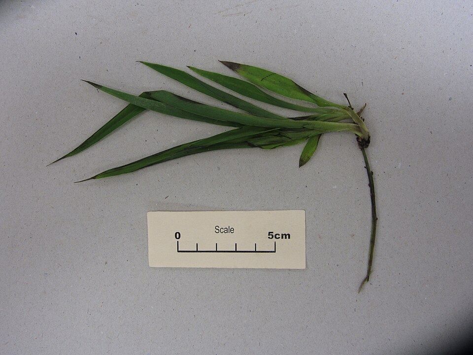 Chlorophytum comosum (Spider Plant) (alternate view 8)