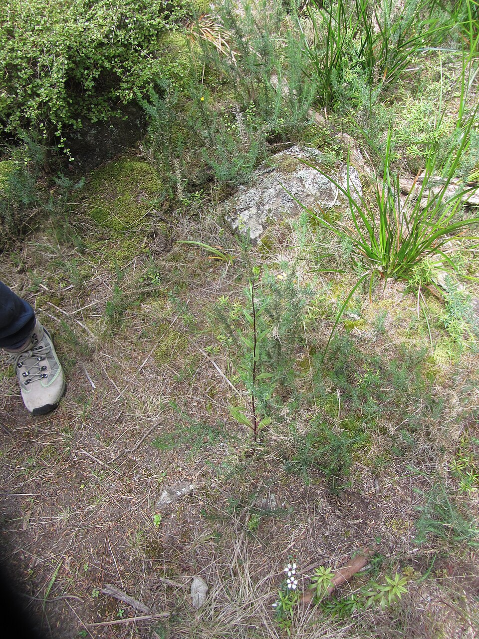 Senecio minimus (coastal burnweed) (alternate view 10)
