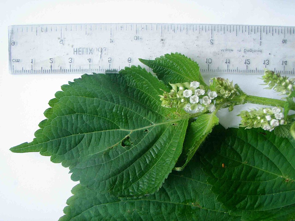 Perilla frutescens (beefsteak plant)