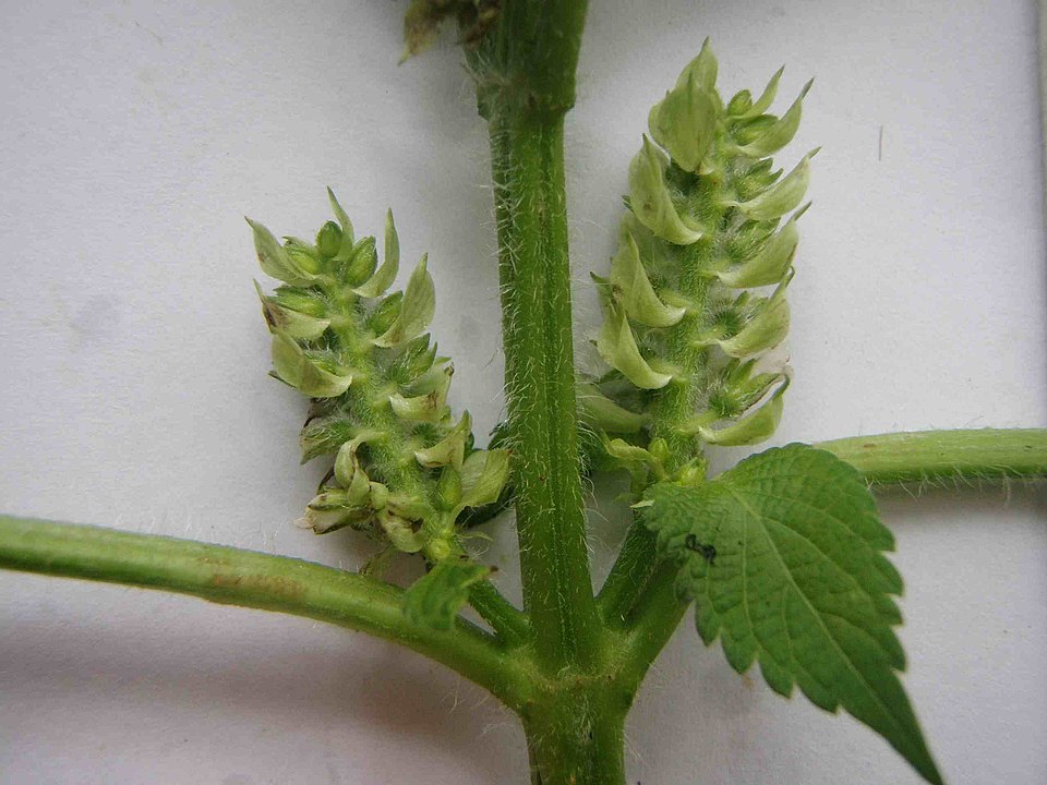 Perilla frutescens (beefsteak plant)