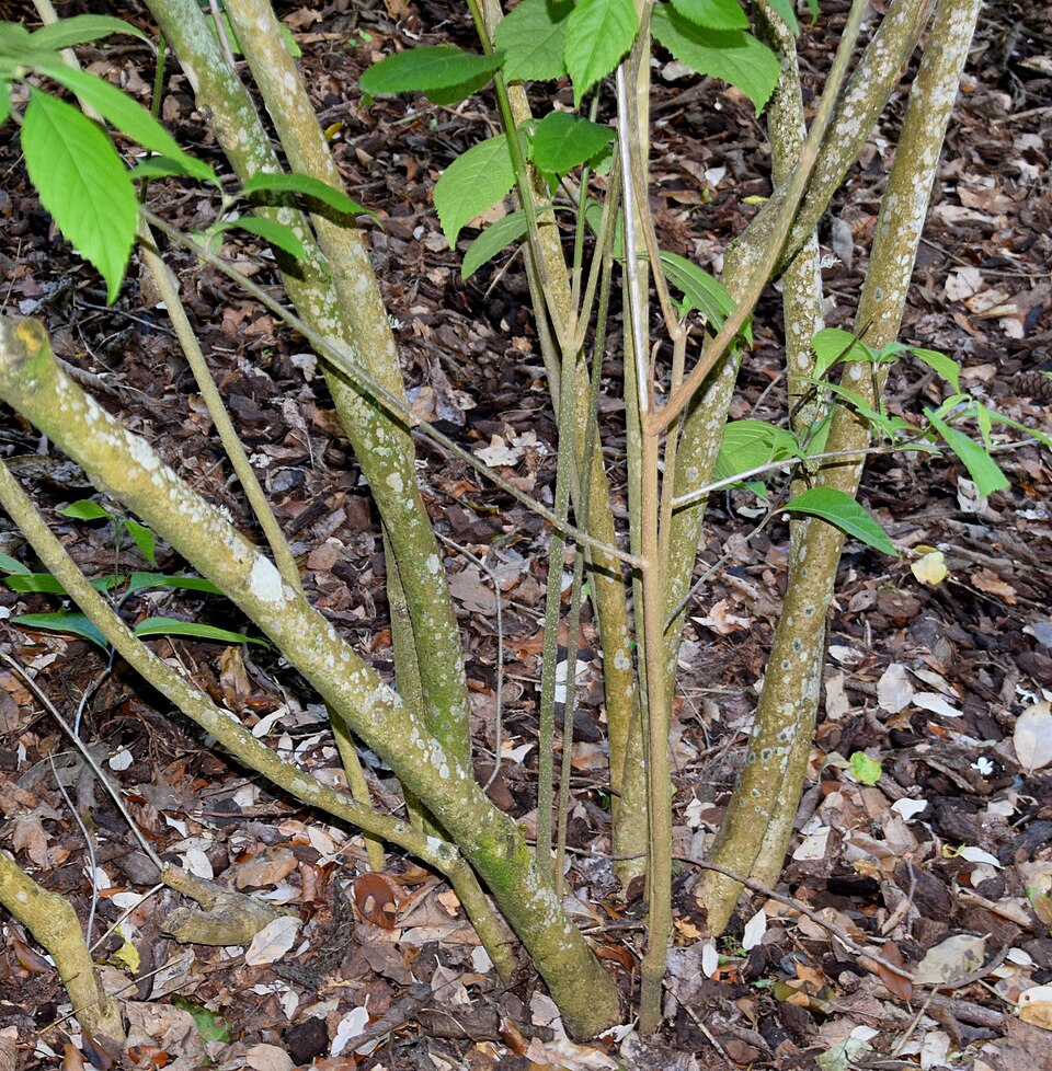 Callicarpa bodinieri (beautyberry) (alternate view 9)
