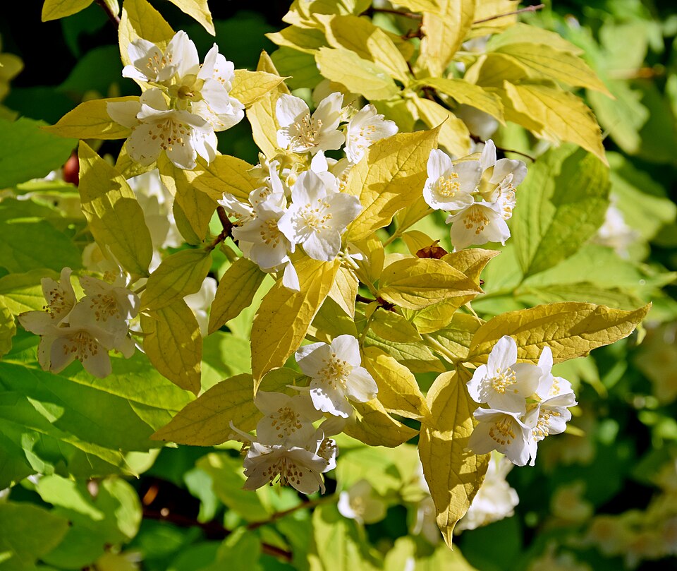 Philadelphus coronarius 'Aureus' (Golden Mock Orange)