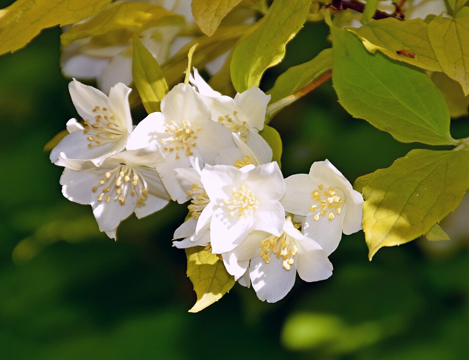 Philadelphus coronarius 'Aureus' (Golden Mock Orange) (alternate view 2)