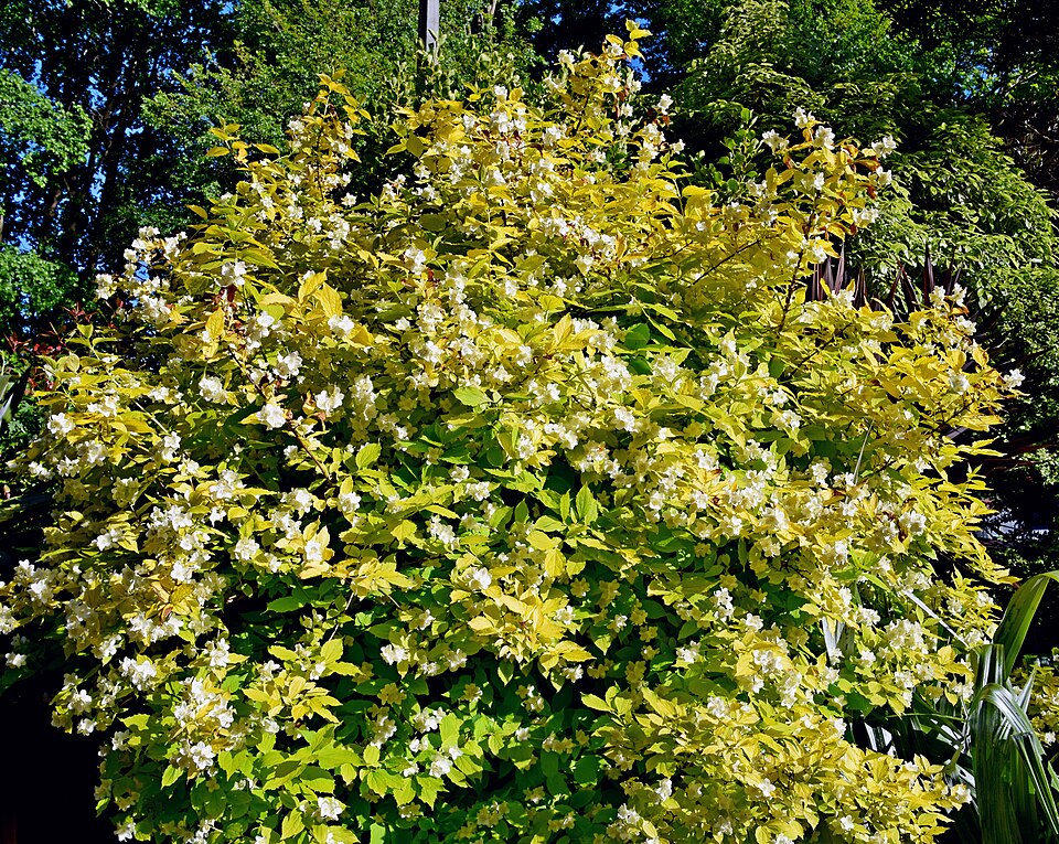 Philadelphus coronarius 'Aureus' (Golden Mock Orange) (alternate view 3)
