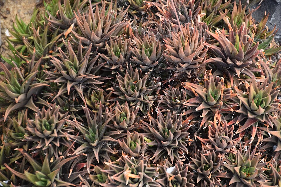 Haworthiopsis (Sixsided Haworthias) (alternate view 6)