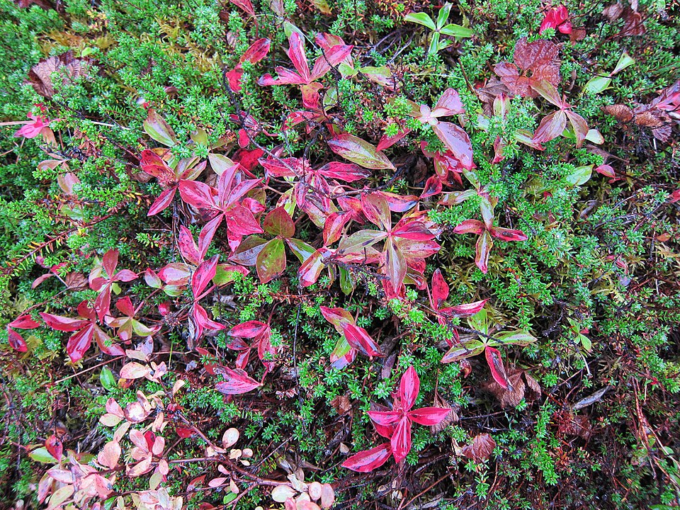 Empetrum nigrum (black crowberry)