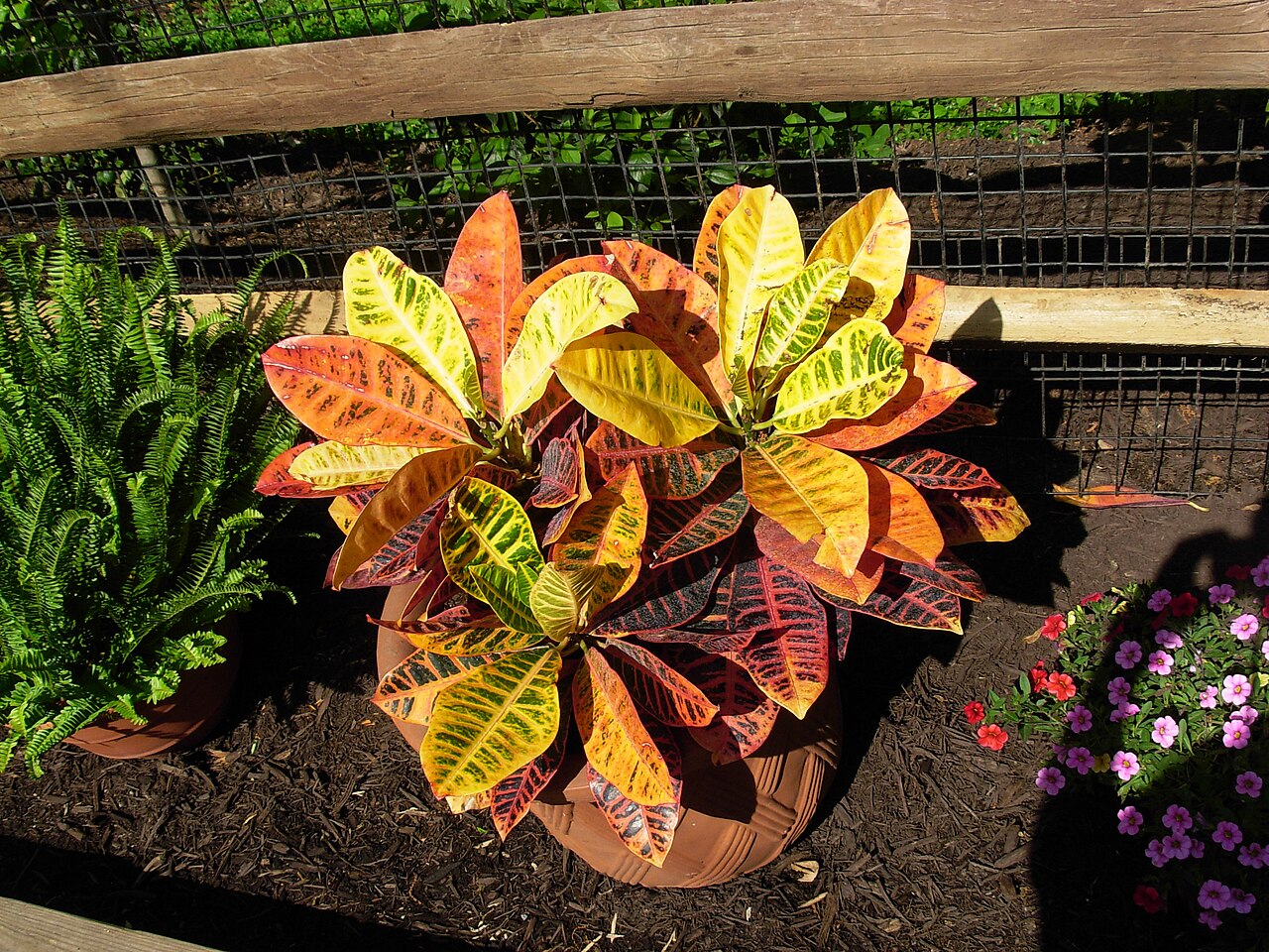 Codiaeum variegatum, Croton — upright evergreen (Euphorbiaceae) (image 2 of 10)