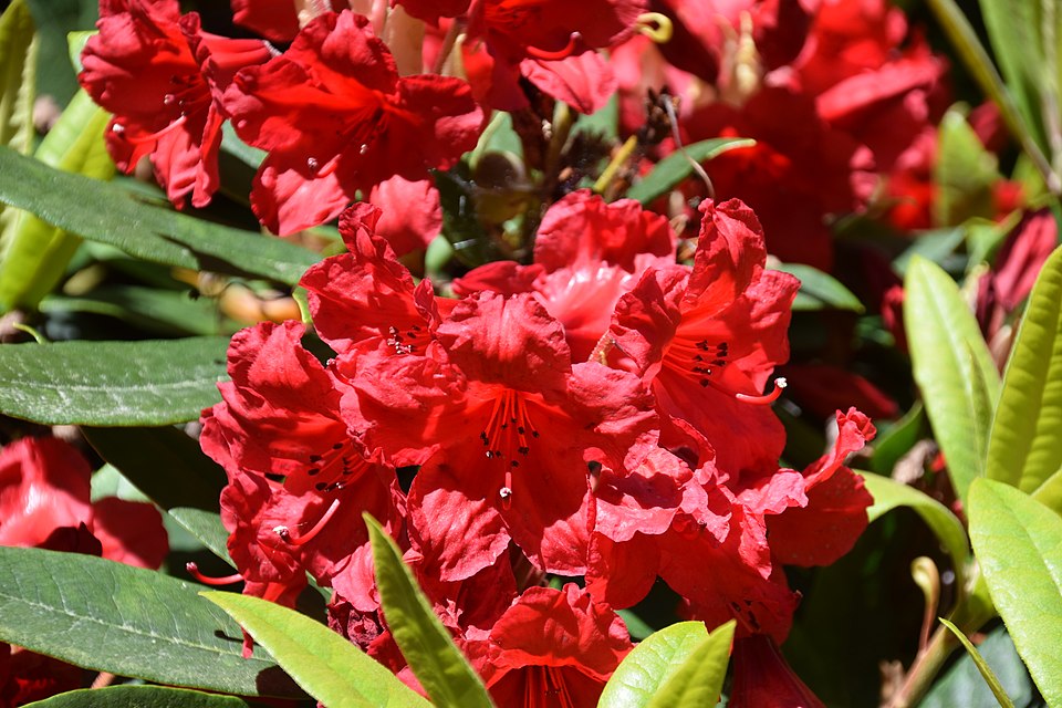 Rhododendron 'Vulcan''s Flame' (Vulcan's Flame Rhododendron)