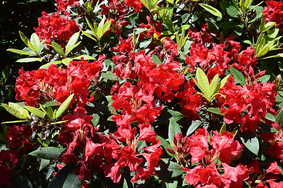 Rhododendron 'Vulcan''s Flame' (Vulcan's Flame Rhododendron) (alternate view 2)