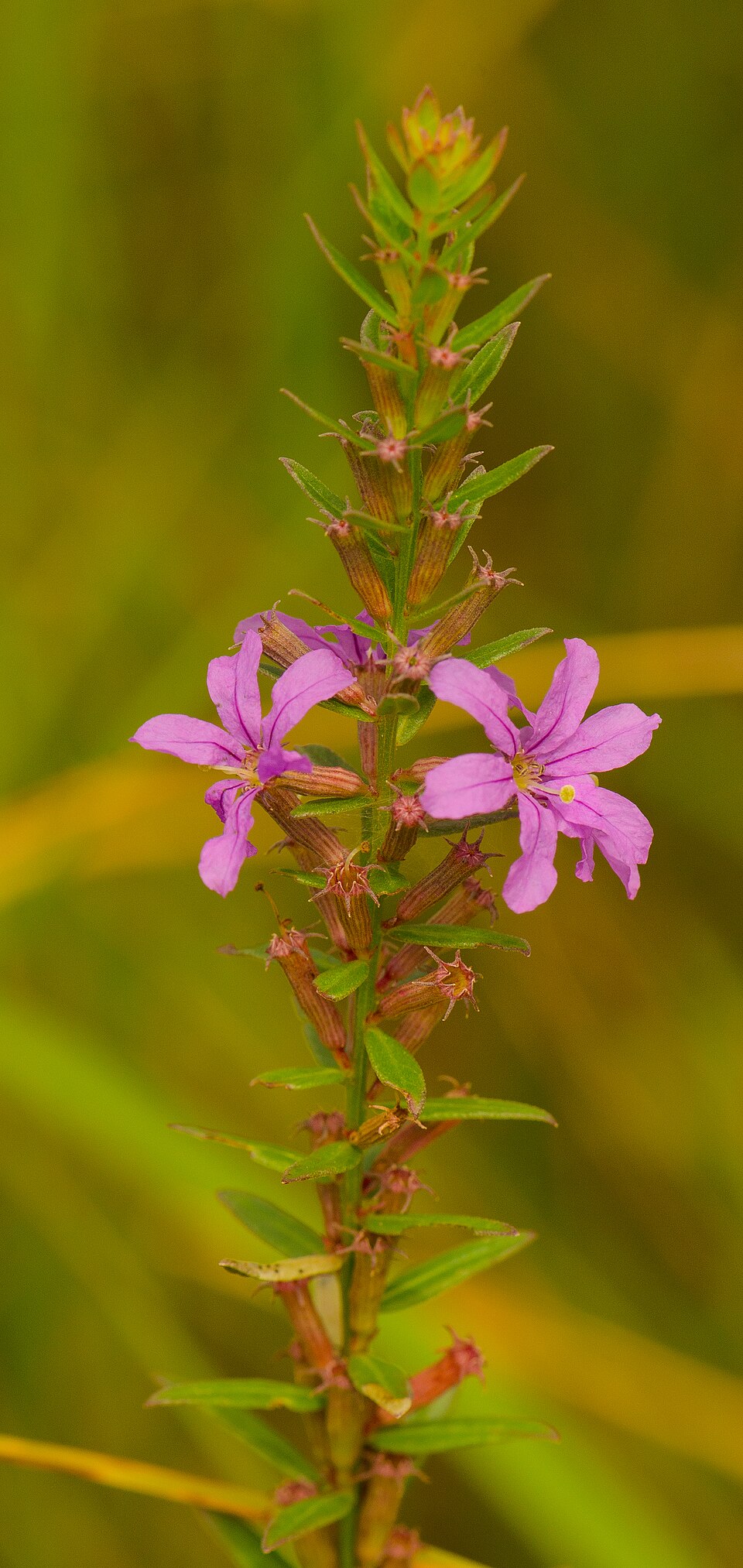 Lythrum alatum (Winged Loosestrife) (alternate view 8)