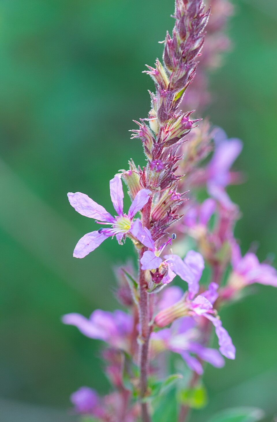 Lythrum alatum (Winged Loosestrife) (alternate view 9)