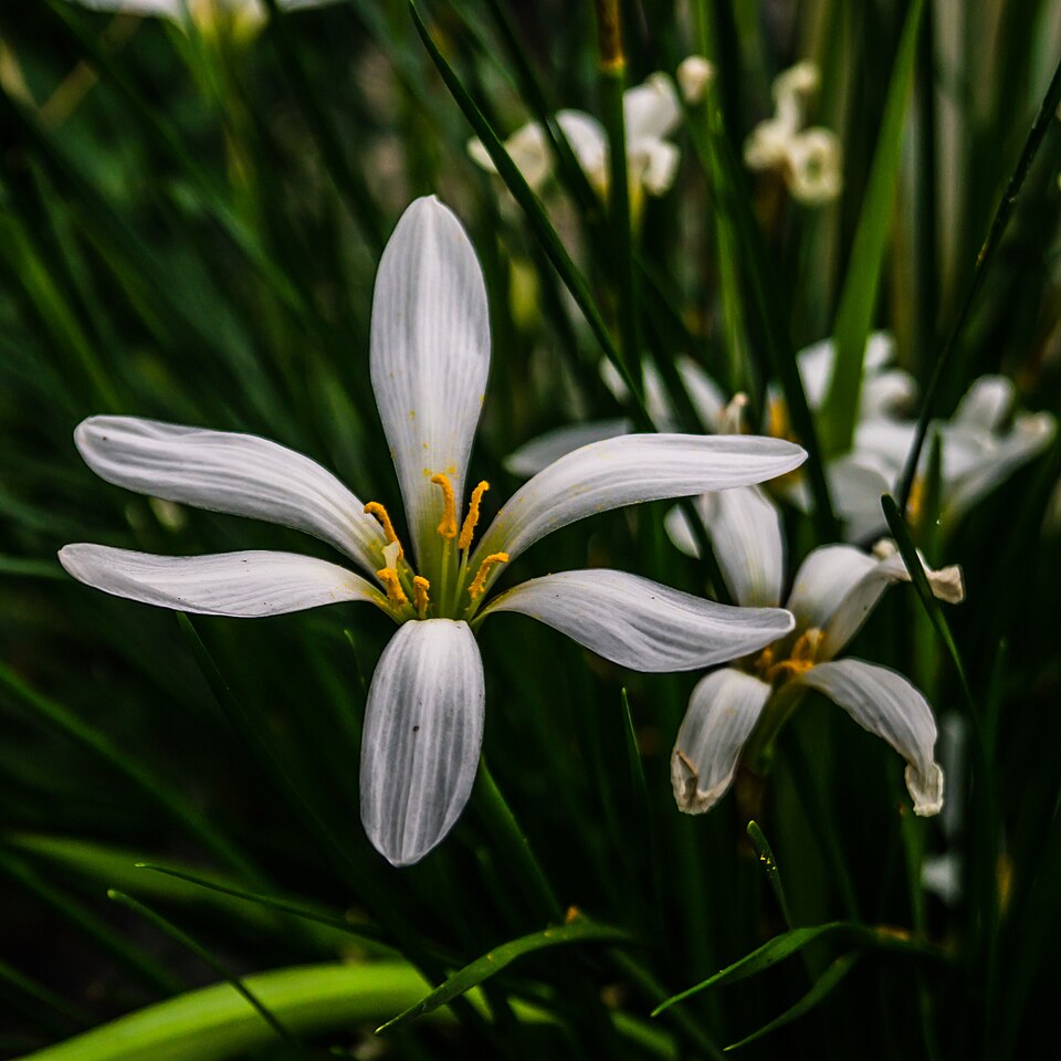 Zephyranthes drummondii (Drummond's rain lily) (alternate view 3)