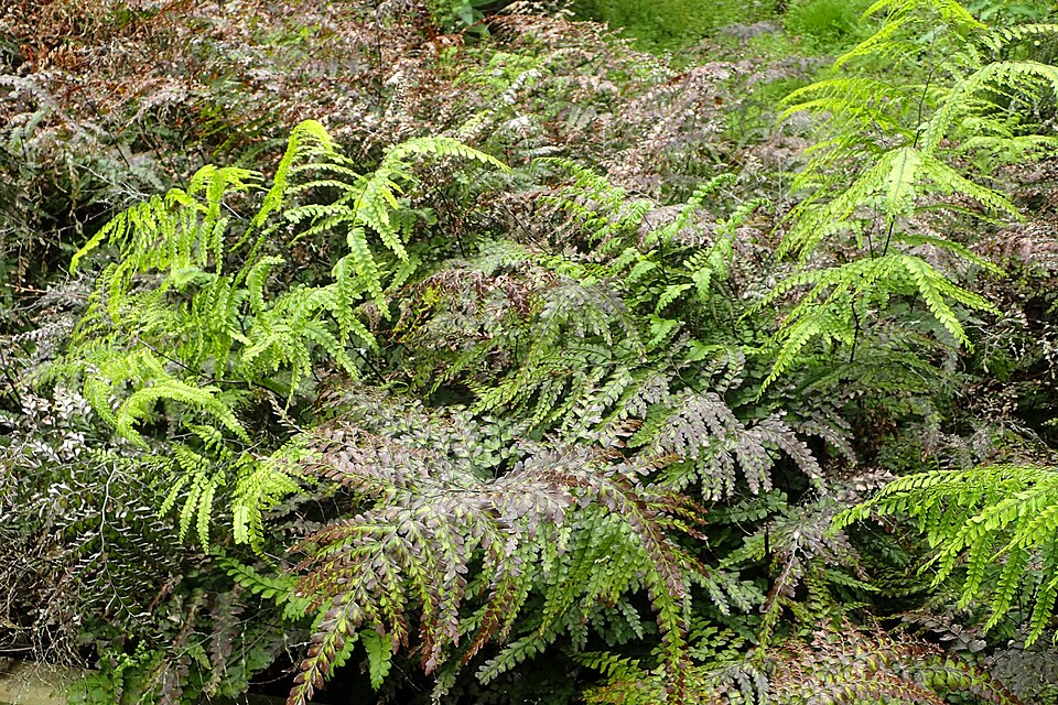 Adiantum formosum (Giant maidenhair fern) (alternate view 4)