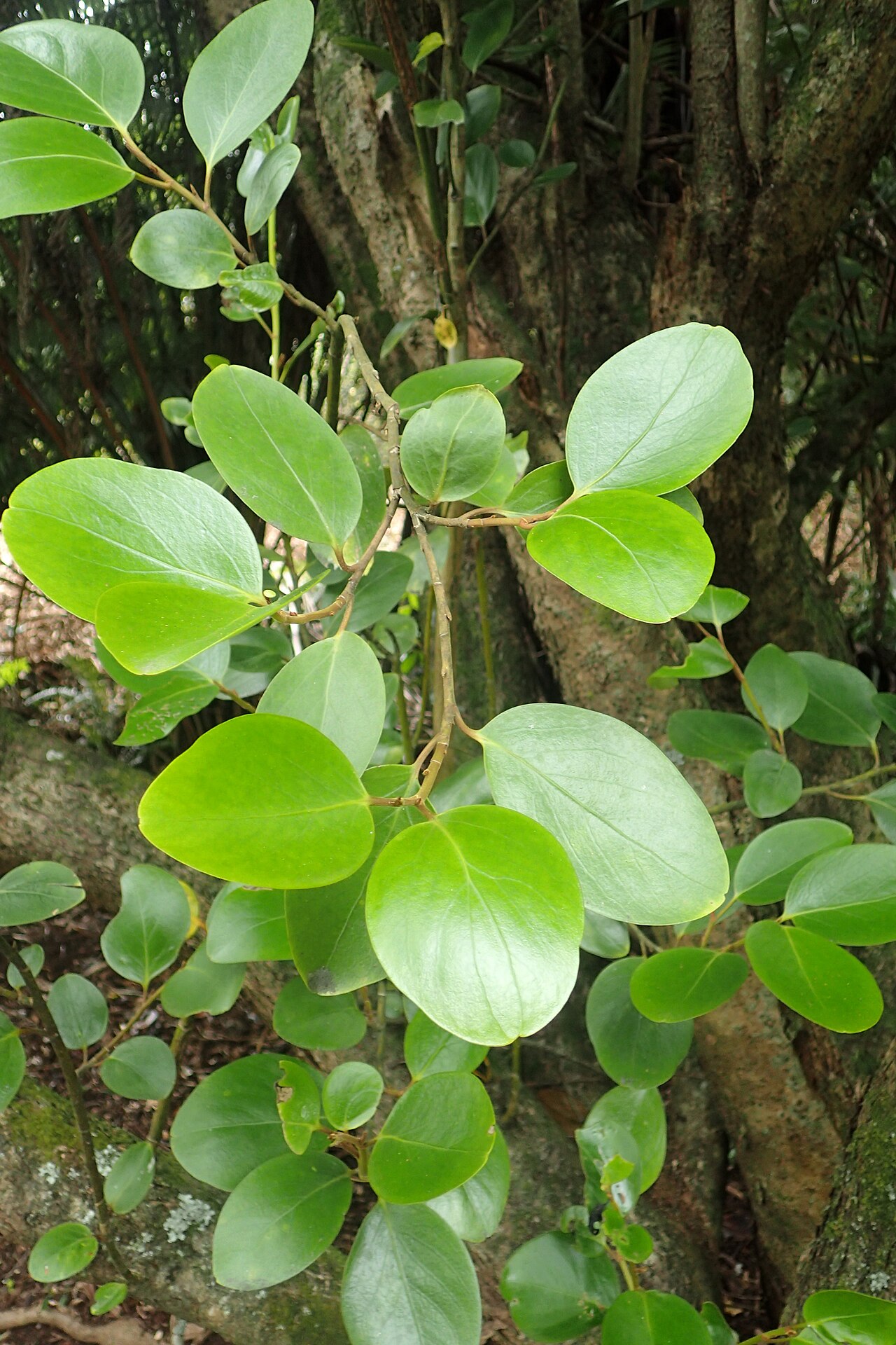 Griselinia littoralis, New Zealand broadleaf — upright evergreen (Griseliniaceae) (image 5 of 9)