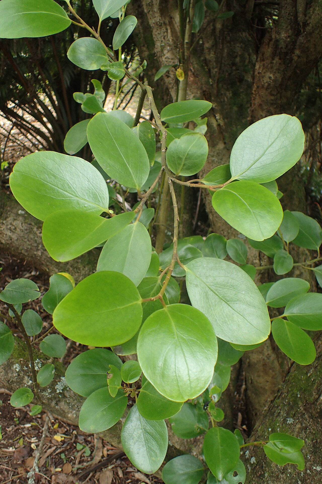 Griselinia littoralis, New Zealand broadleaf — upright evergreen (Griseliniaceae) (image 6 of 9)