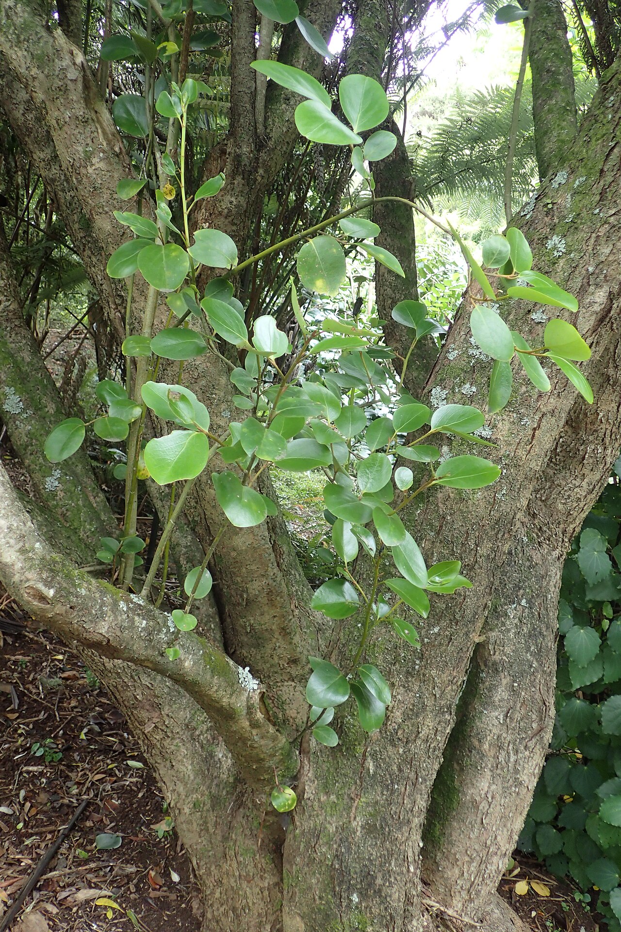 Griselinia littoralis, New Zealand broadleaf — upright evergreen (Griseliniaceae) (image 7 of 9)