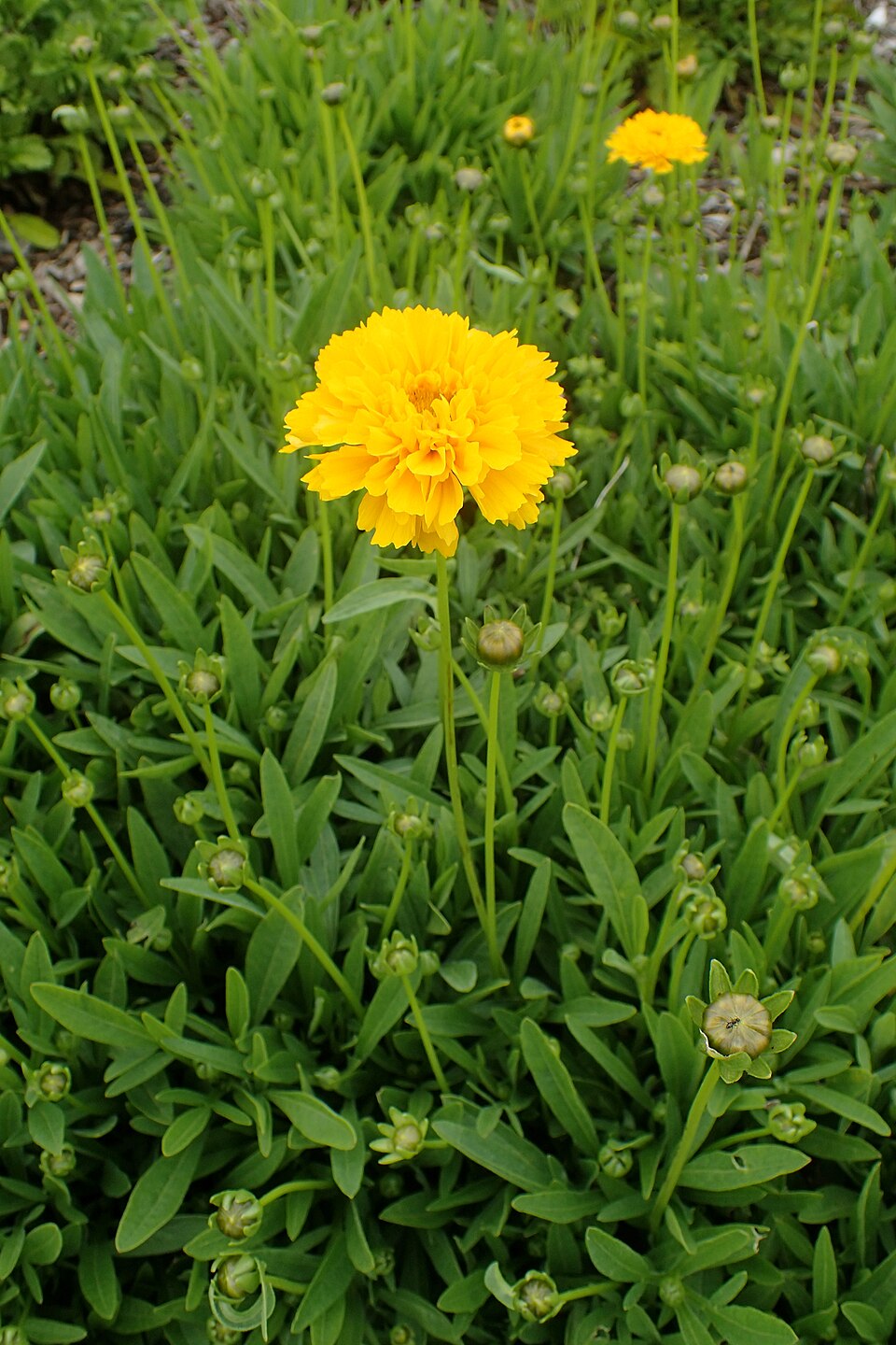 Coreopsis grandiflora 'Early Sunrise' (Early Sunrise Coreopsis)