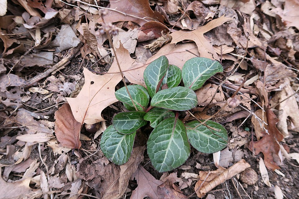 Pyrola americana (American wintergreen) (alternate view 6)