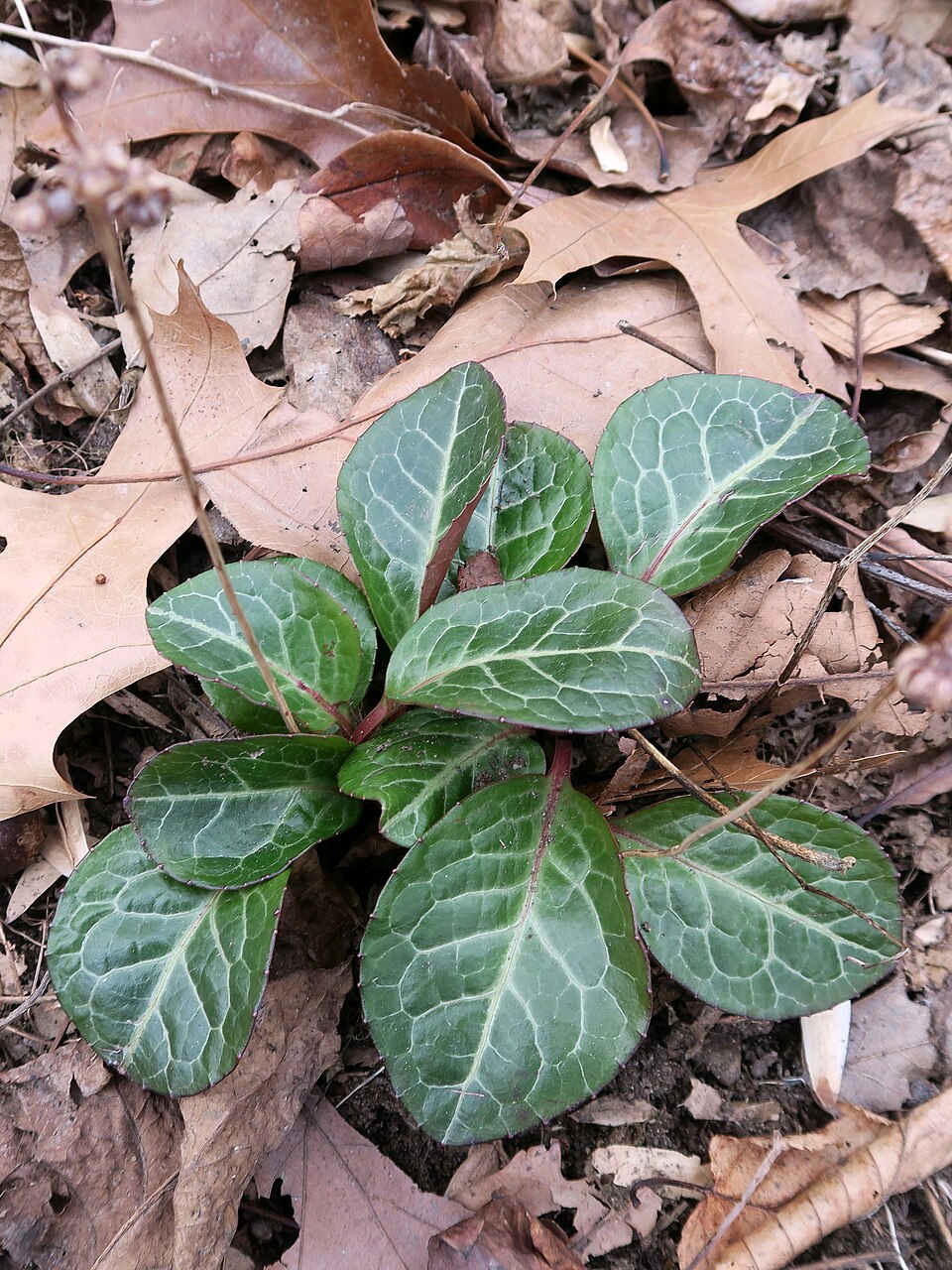 Pyrola americana (American wintergreen) (alternate view 7)