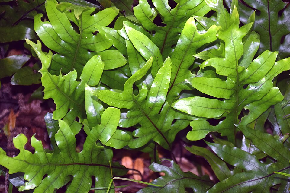 Microsorum pustulatum (hound's tongue fern) (alternate view 7)