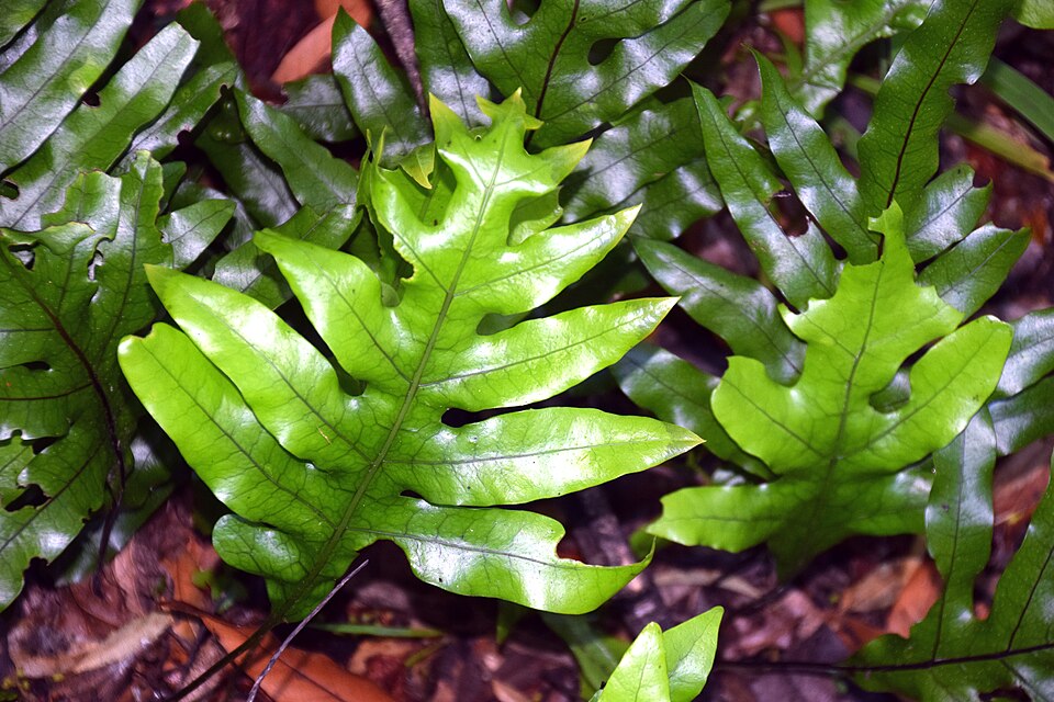 Microsorum pustulatum (hound's tongue fern) (alternate view 8)