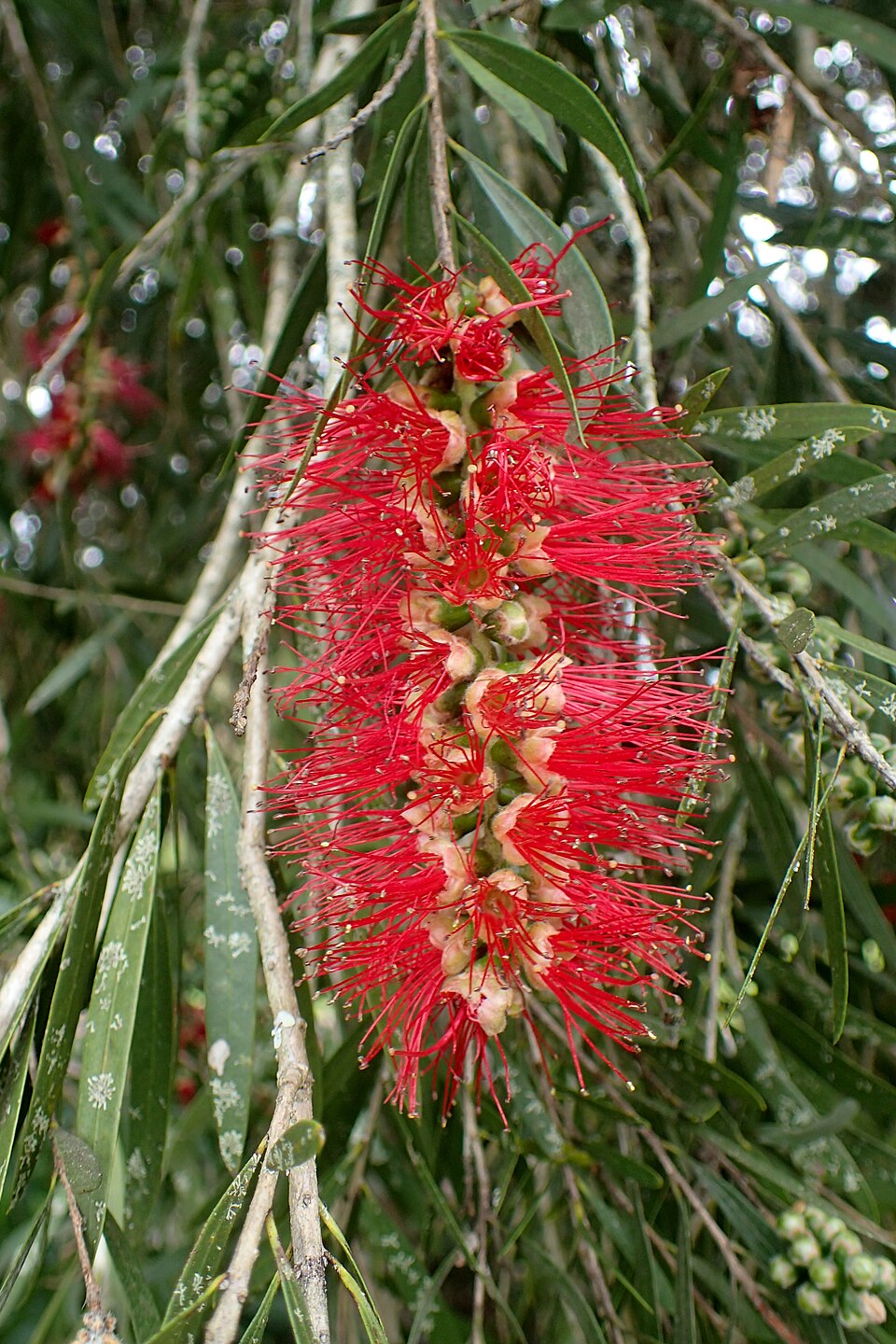 Callistemon viminalis 'Hannah Ray' (Hannah Ray Bottlebrush)