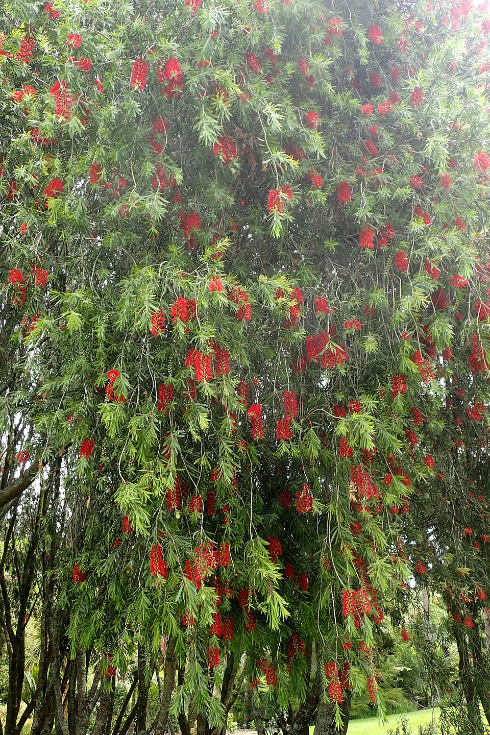 Callistemon viminalis 'Hannah Ray' (Hannah Ray Bottlebrush) (alternate view 2)